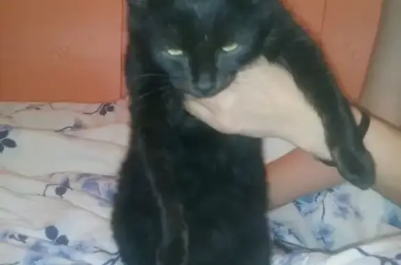 Найдена кошка на пересечении улиц Трактовая-Рабкоров в Лысьве