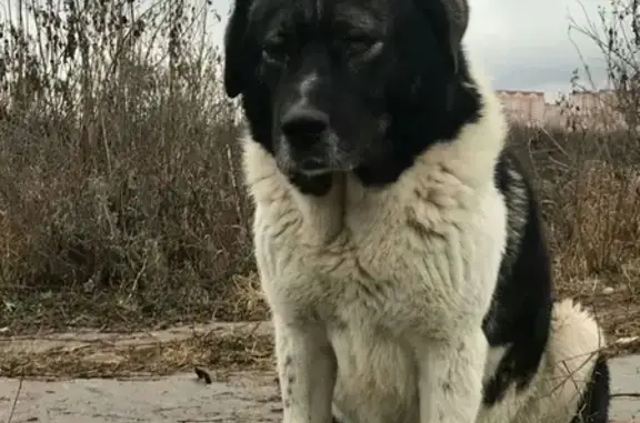 Пропала собака Байкал в районе Островцы-Верея