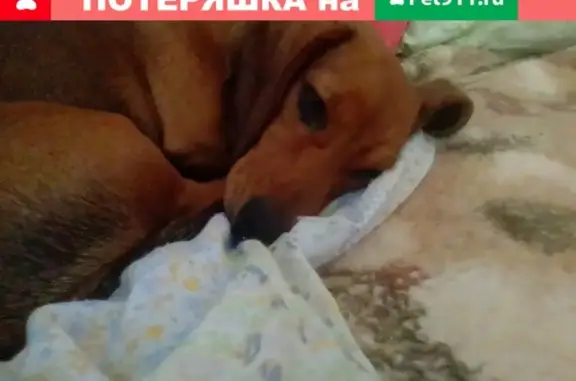 Пропала собака в Жигулёвске