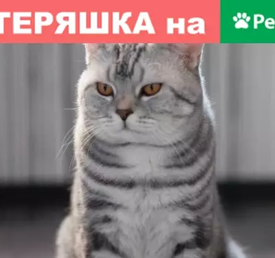 Найден кот на улице Прыгунова 13, ищем хозяина!