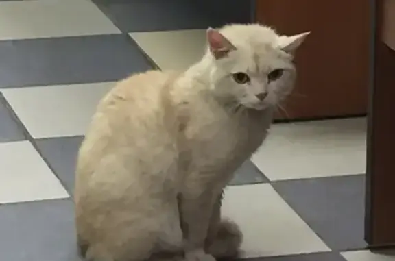 Найдена кошка в Сургуте #Безвозмездный_понедельник
