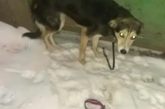 Найдена собака в Кирове, п. Новый