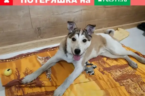 Собака найдена: бело-рыжий кобель с ошейником. Адрес: переулок Гершевича, 2, Иркутск.