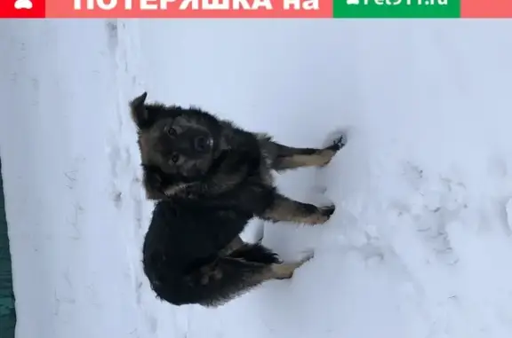 Собака Пёс найдена в Марьино с адресником