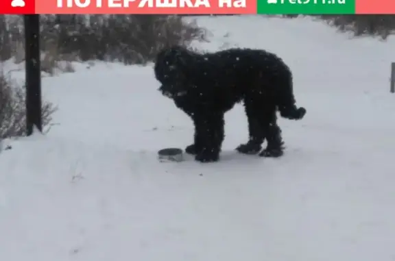 Собака в ошейнике в Большом Толбино