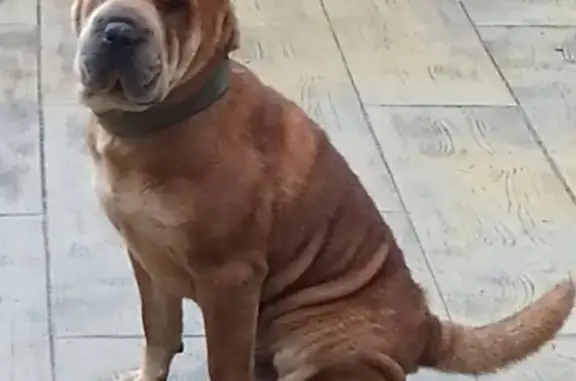 Пропала собака Рэд на трассе Джубга-Горячий ключ, Краснодарский край