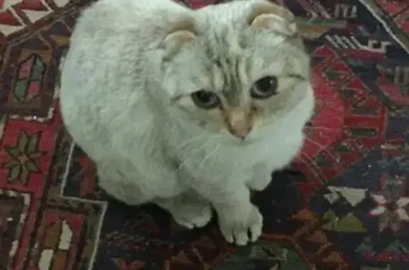 Найдена кошка в микрорайоне Заря, Балашиха