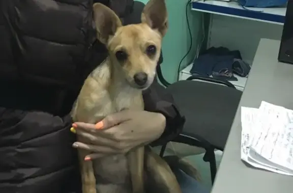 Найдена маленькая собака в Краснодаре на ул. Аверкиева