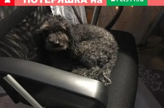 Собака найдена в Подольском городском округе
