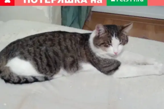 Найден домашний кот в ВНИИССОК, Московская обл.