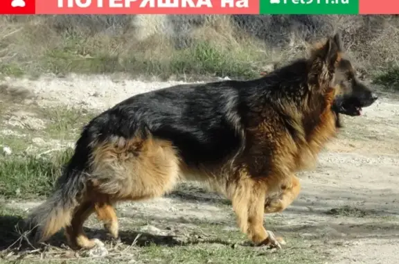 Пропала немецкая овчарка в Белореченске, Краснодарский край