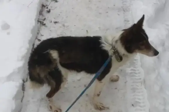 Пропала собака в Лобне, Московская область