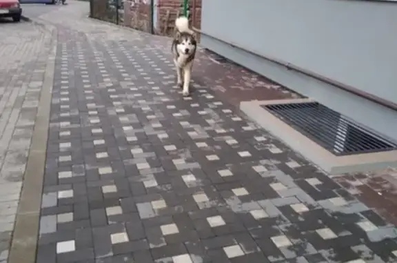 Собака Маламут ищет новых хозяев в Чкаловске, Калининград