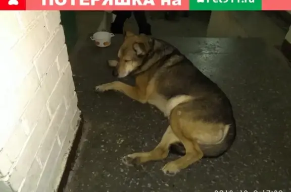 Собака ищет ответственного хозяина на Бассейной улице, СПб