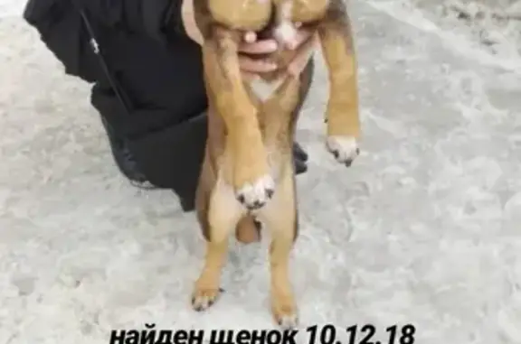 Найдена собака на улице Войкова, ищем хозяев.