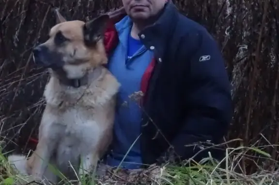 Собаки потеряшки, Козловичи, фото: Потеряшка собака в лесах Козловичей, Псковская область