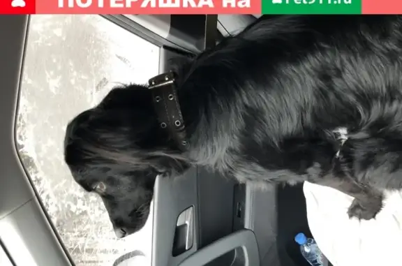 Собака-охотник потерялся в Белоусово
