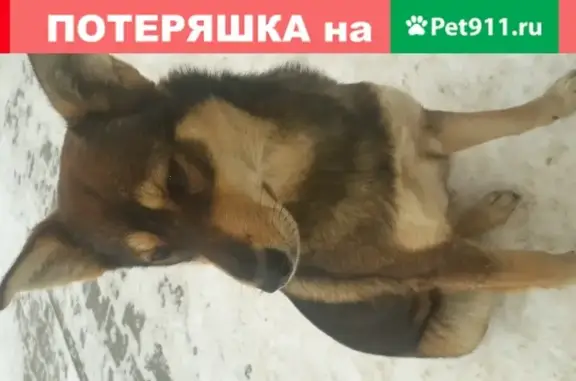 Найдена собака в Александрове, Владимирская область