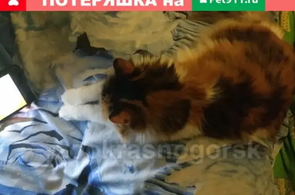 Пропала кошка на ул. Школьная, 18 #зоокрасногорск