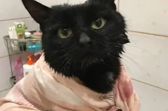 Найден кот с черным ошейником в Семчино, Рязань