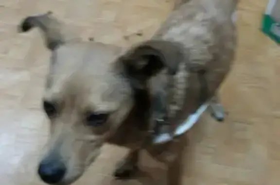 Найдена собака в Красноярске https://vk.com/id215351872