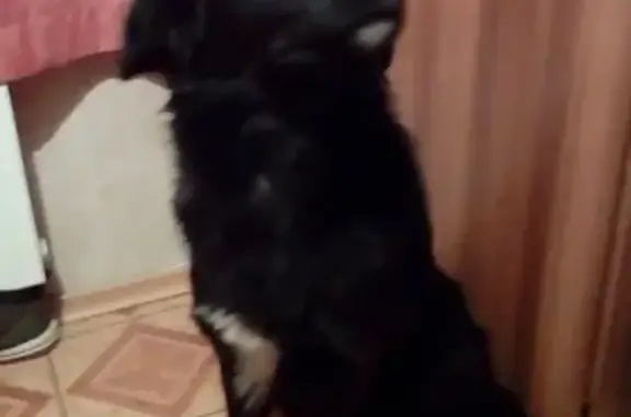 Найдена собака на Бирюзова 31 в Рязани