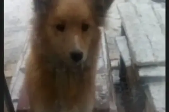 Пропала собака на ул. Чкалова, Абакан, 9.12.2018.
