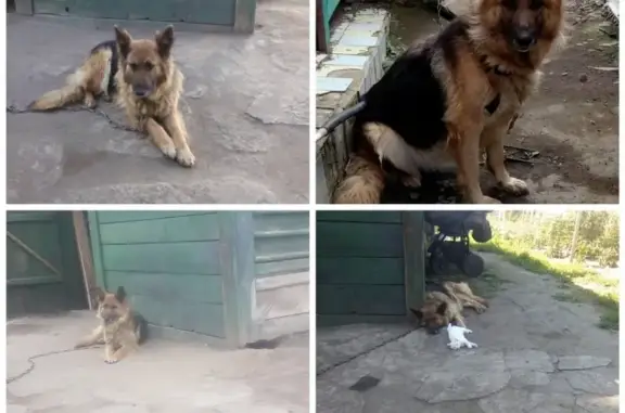 Пропала собака Ася в Бийске, помогите найти!