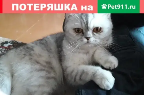 Кошки потеряшки, Тольятти, фото: Потеряшка кошка на улице Победы 53, Тольятти