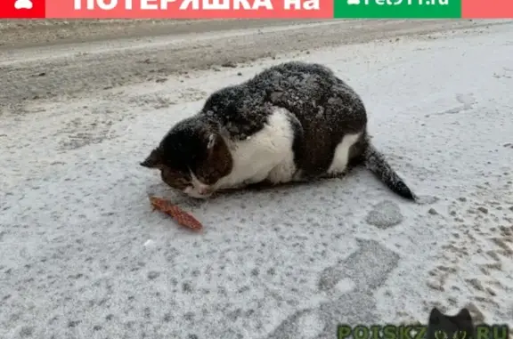 Найден кот в Горках-2, Одинцово