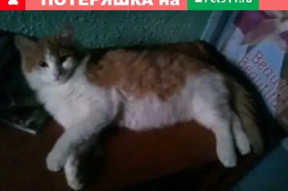Пропал кот в районе Д.Зеленково и СНТ Строитель РАН (Снегири)