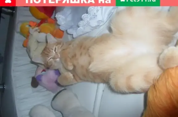 Пропала кошка в Астрахани, район храма Владимира