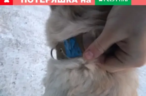 Собака на Остановке Водоканал (Горно-Алтайск)