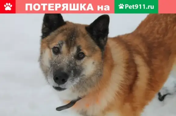 Собаки потеряшки, посёлок Ис, фото: Потеряшка собака в поселке Ис, нужна помощь!