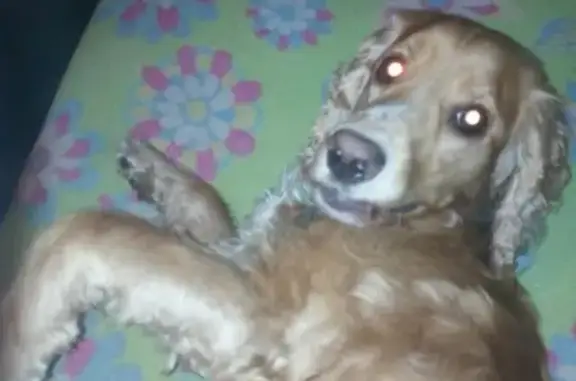 Пропала собака Рой в Новокузнецке