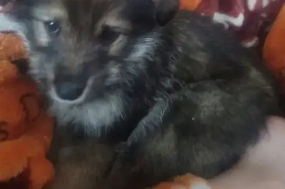 Найден щенок в Тогучине, ищет дом