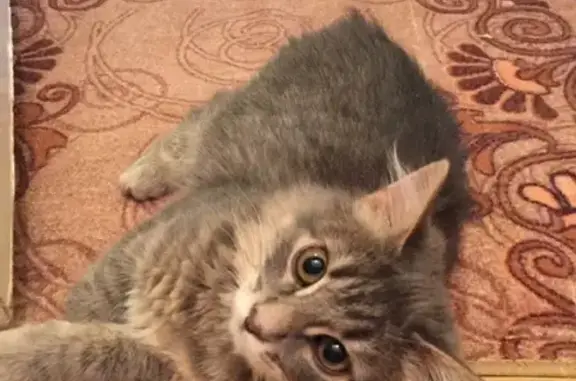 Найдена ласковая кошка в Обнинске