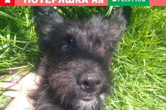 Пропала собака Каюша в районе Майский, Ананьино, Екимцево, Дудинское.