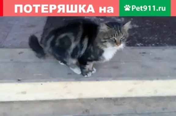 Найдена кошка в Елизово, возможно потерялась