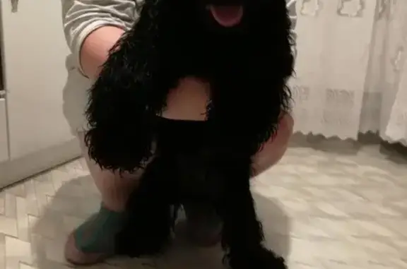 Найден щенок кокер спаниеля в Тольятти