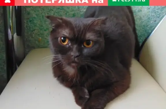 Кошка найдена на улице Васильева, Н. Новгород