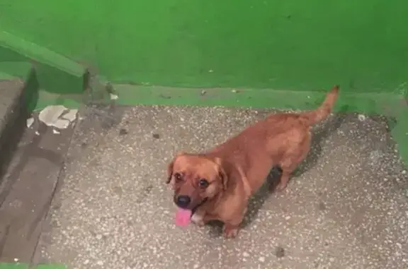 Найден потеряшка-собака в Барнауле