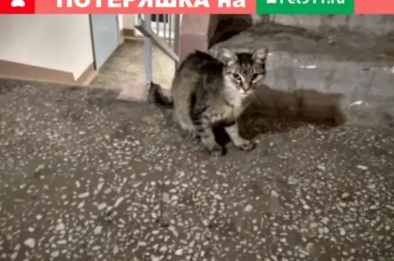 Найдена кошка на ул. Кутузова, Красноярск