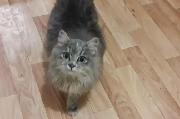 Найдена кошка в д. Ермолино, Новгородская область