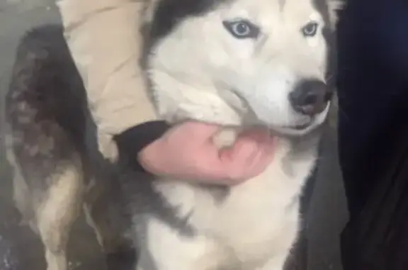 Найдена собака на станции Тарасовка, Пушкинский район