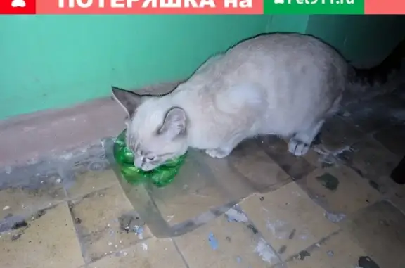 Найден котёнок в Саратове, ищет дом