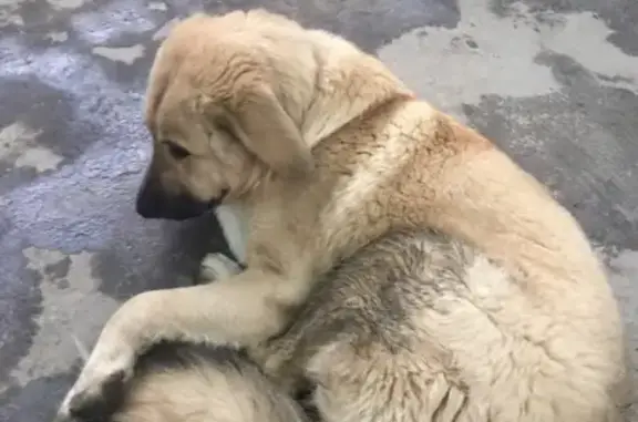 Найдена собака, Нижний Новгород, фото: Найдена собака на Трамвай 2 в Нижнем Новгороде