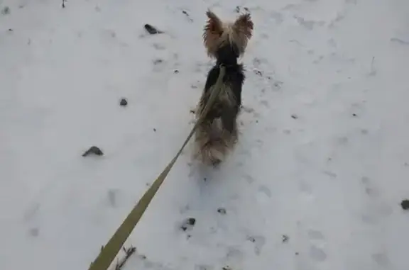 Пропала собака Джон в д. Носово-Чухлома, Костромская область