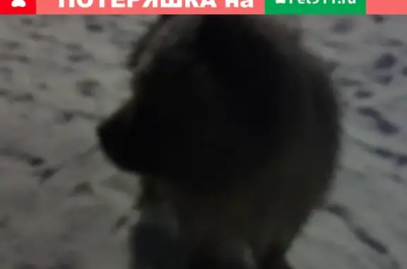 Найдена собака на улицах Костромы