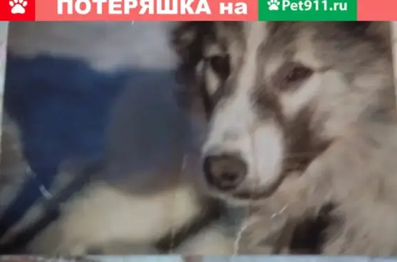 Пропал крупный пес Мухтар в Казани, Дербышки.